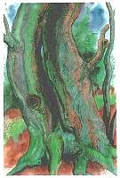 Günter Grass Bäume 2