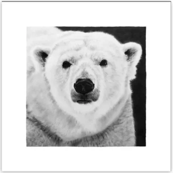 Dan Pyle Nanook